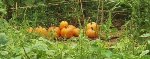 Autumn Pumpkins